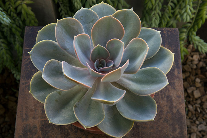 modern pot planter Funky Plant Pot, Mid Century Modern Pots with Drainage and Saucer, Cache Planter Pot "FLOW" Rosebud HomeGoods