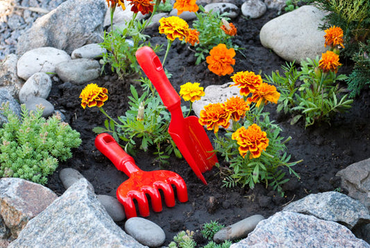 8 Different Types Of Marigolds You Can Grow At Home