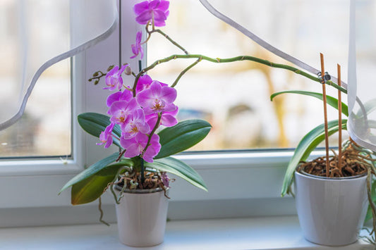 Popular indoor houseplants including Monstera, Pothos, Snake Plant, and Philodendron arranged in a bright home interior