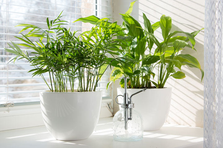 A Beginner's Guide To Growing Indoor Plants