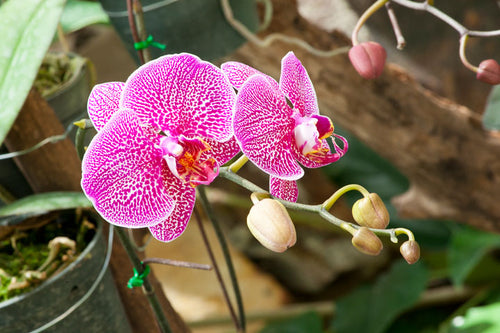 In nature, Phalaenopsis orchids grow under the rainforest canopy, receiving bright but filtered light.