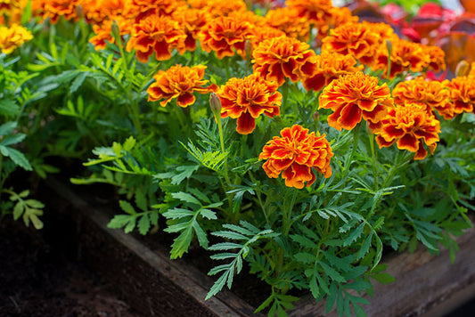 Marigolds growing in a container with seedlings and a watering can, demonstrating step-by-step container marigold care