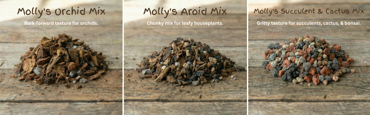 Molly’s Orchid Mix, the Ideal Home for Your Orchids