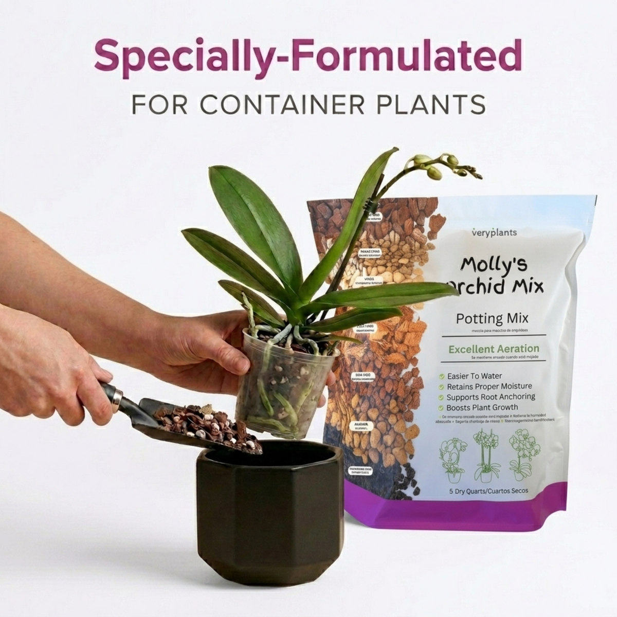 Hands repotting a Phalaenopsis orchid into a black pot using Molly's Orchid Mix