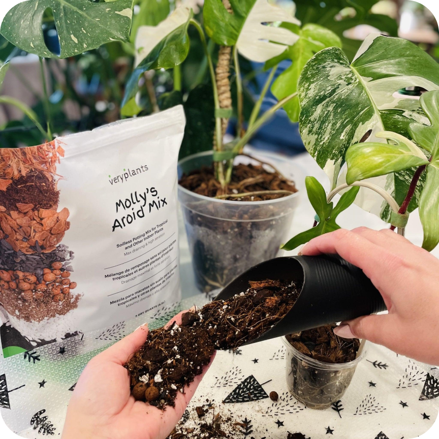 best aroid potting mix Molly's Aroid Mix for Monstera & Philo