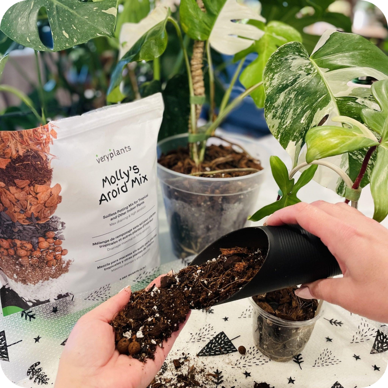 Molly's Aroid Mix product bag