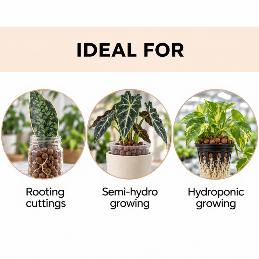 Clay pebbles used for rooting cuttings, semi-hydro and hydroponic growing